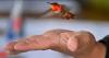 Researchers attempt to follow a hummingbird’s journey from Alaska to Mexico for first time