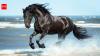 Spanish proverb of the day: 'Don’t look at the teeth of a gifted horse'