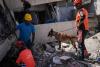 Dog squad helps save lives after Venezuela earthquakes