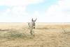 In Ukraine, wild donkeys are reviving the steppe, and the first foal in 200 years was born