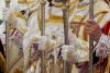 Rebel Catholics defy Vatican's calls to return to mainstream church