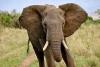 WOMAN INJURED AFTER ELEPHANT ATTACK IN CHAMA