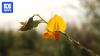 Golden flower cutting the cost of urea fertiliser for farmers