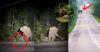 Malaysia Mother Elephant Refuses To Leave Dead Calf After Tragic Road Crash