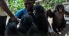 A rare sanctuary in Congo looks after baby bonobos away from poaching threat