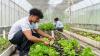 ClearVue photovoltaic glazing trial targets Qatar greenhouse market