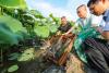 A centuries-old lotus landscape is evolving through ecological aquaculture