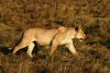 Why smarter South Africans are quietly booking these five magical African winter escapes