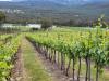 From Cabernet to climate-ready – The Granite Belt’s variety shift