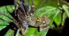Daddy longlegs seen catching and eating frogs in astonishing first