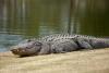 Golfers freeze as massive alligator lumbers across South Carolina course like a dinosaur
