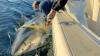 Contender, the Atlantic's largest recorded male great white, is on the move again off North Carolina