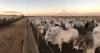 EU set to ban Brazilian beef imports from September 2026