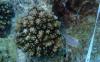 Sounds fishy, right? Artificial Intelligence meets reef restoration