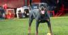 Rottweiler tests positive for cocaine after Helsinki dog show