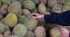 Vietnam detains deputy agriculture minister in durian export probe
