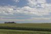 Extreme heat boosts crop growth but increases weed and livestock pressures