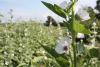 Travellers warned against bringing plants into Cyprus