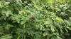 Downpours still expected Monday in Latvia