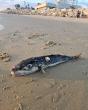 Deadly poisonous fish are washing up on Israel's beaches: tourists urged not to touch them