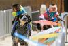 Law adds big cats, bears and primates to Illinois ban on traveling animal acts