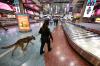 To solve rising overdoses, Nevada prisons may turn to a sidelined solution: dogs. 