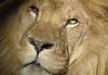 ‘His difficult start didn’t define him’: Lion rescued from circus dies after 14 years at animal park