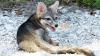 A Tiny Fox Vanished From a Mexican Island for 20 Years. A URI Researcher Helped Prove It's Still Alive.