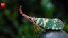 Earth could have over 20 million insect species, leaving most still unknown to science