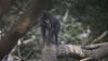 In Cameroon, the world's largest monkeys gather by the hundreds — and poachers target them