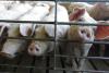 Patchwork laws challenge nationwide hog production | Rachel Gabel