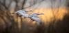 Climate change means an earlier spring, which can be disorienting and threatening for migrating birds