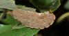 These furry, stinging bugs are emerging in New Orleans: ‘Like if Chewbacca became a caterpillar’