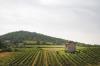 Forgotten France: The volcanic wines of Côtes du Forez