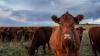 Farm Survey: Cattle rearing incomes hit record-breaking levels in 2025