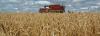 El Niño and rising costs discourage wheat sowing in Brazil