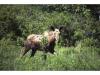 Opinion: There are options to protect the mainland moose in Nova Scotia