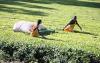 Farmers urge Tea Board of Kenya to withdraw new levy