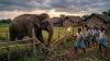 Government launches immediate measures to tackle human-elephant conflict