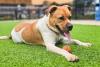 Sioux Falls Pup Still Waiting Almost 200 Days For New His Home