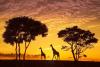 South Africa named one of the world’s best wildlife destinations