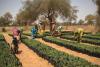 Climate Champions: African Women at the Heart of Climate Innovation
