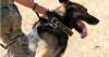 Sniff, search, serve: Inside the world of military working dogs