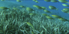 New NGO Coalition takes EU to task over marine protection failure