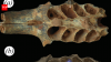 Ancient bees, 20,000 years ago, built nests inside the tooth sockets of fossilized animal jaws: Scientists discover first known case of bees using bone as a nursery
