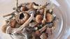 ‘I don’t think the industry can survive this’: Oregon regulators propose steep psilocybin fee hikes