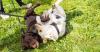 THL: Dogs are good for health and development of young kids