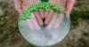 FFAR research to advance New World screwworm control