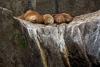 NOAA eyes potential changes to Alaska sea lion protections as Trump urges boosted seafood harvests