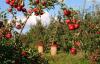 Britain’s Farms Run on Central Asian Labor Now